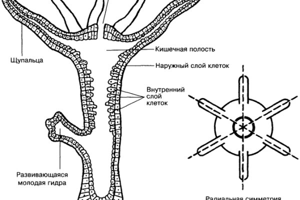 Кракен закладки